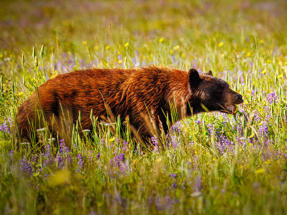 Black Bear of Glacier National Park