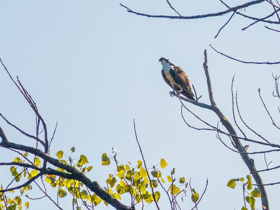 Raptor in McLean County