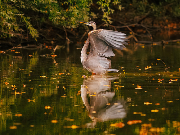 A Great Blue Heron in Autumn