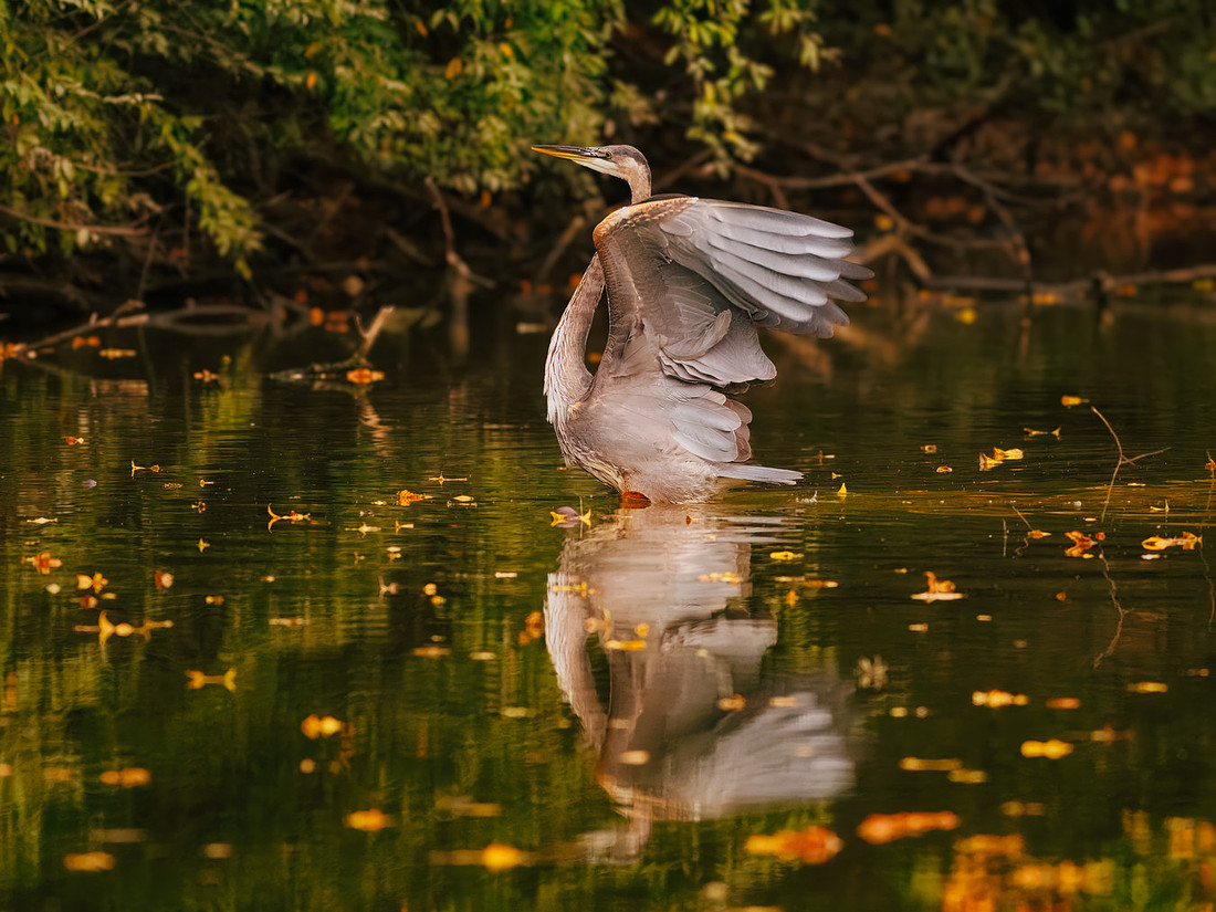 A Great Blue Heron in Autumn
