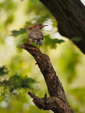 Northern Flicker