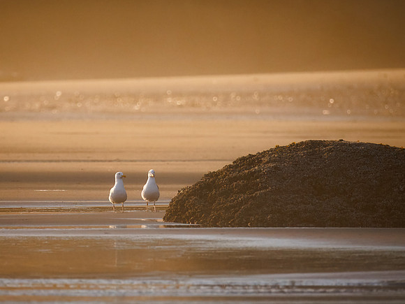 Gulls in ONP