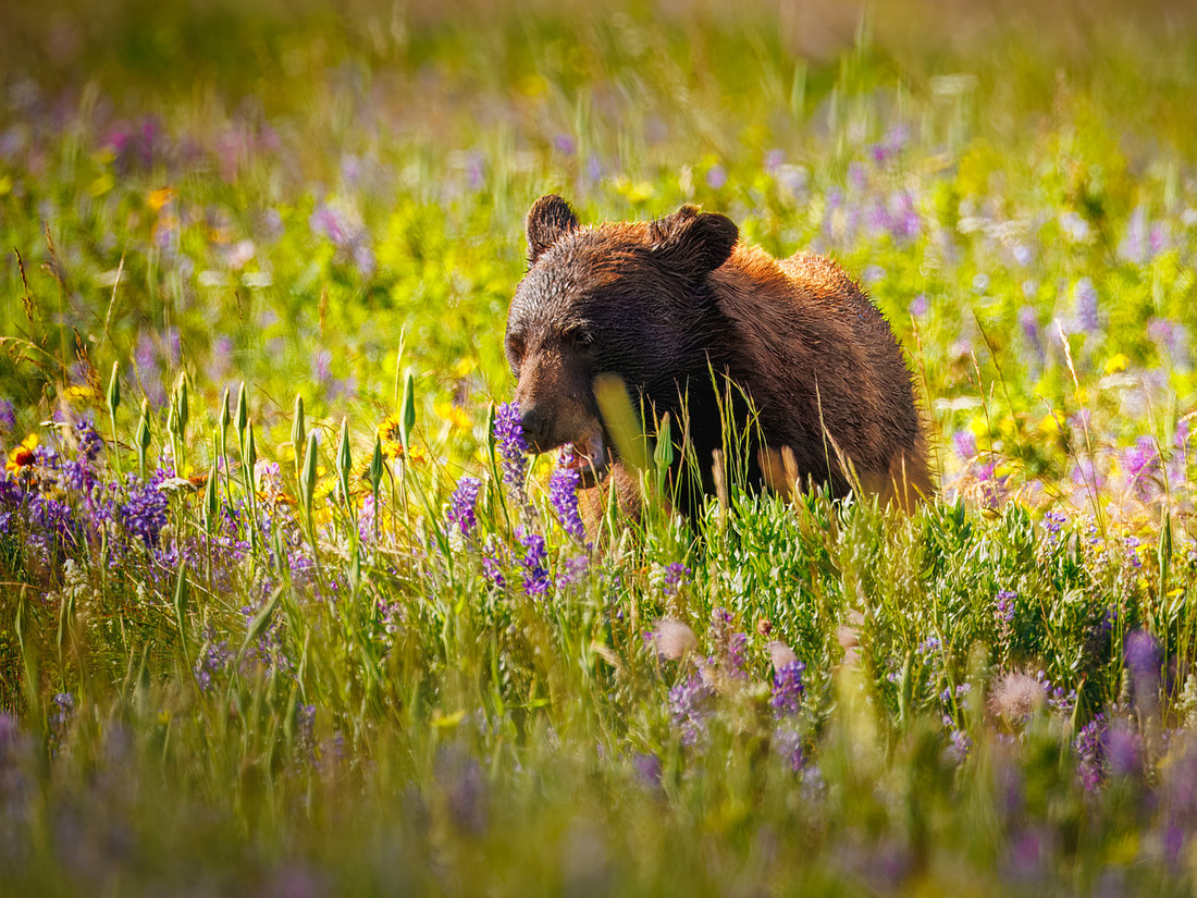 Black Bear of Glacier National Park