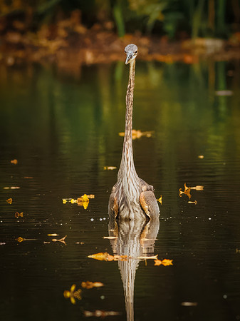 Great Blue Heron in October