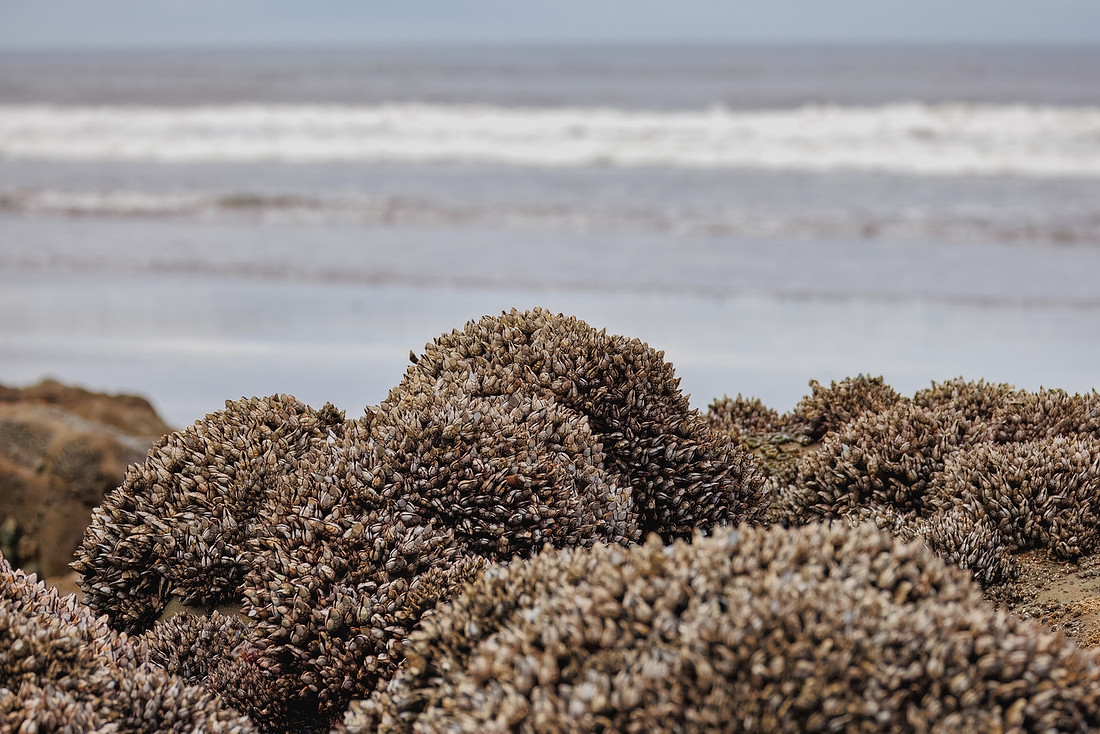 Aquatic Life in the Tide Pools at Ruby Beach
