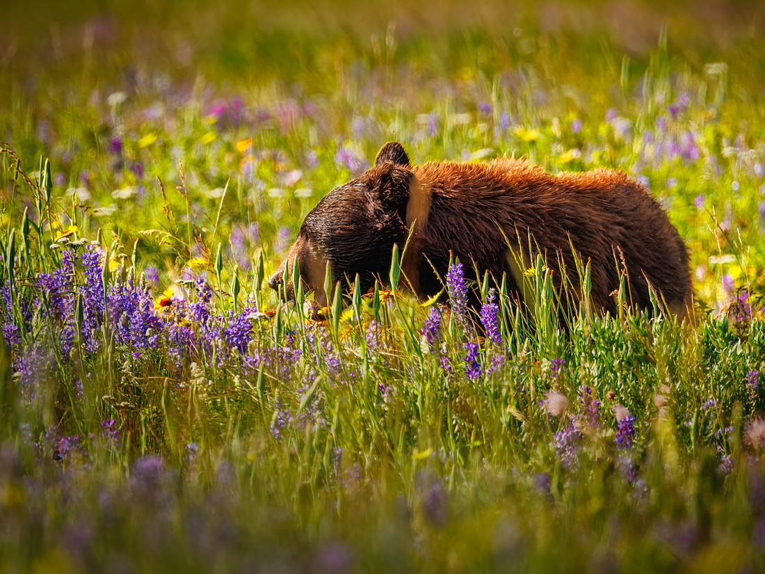 Black Bear of Glacier National Park