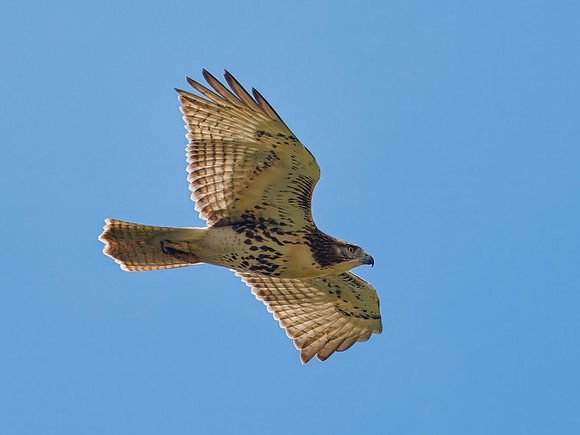 Red-tailed Hawk in Flight at Ewing Park
