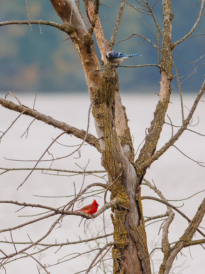 Cardinal and Blue Jay