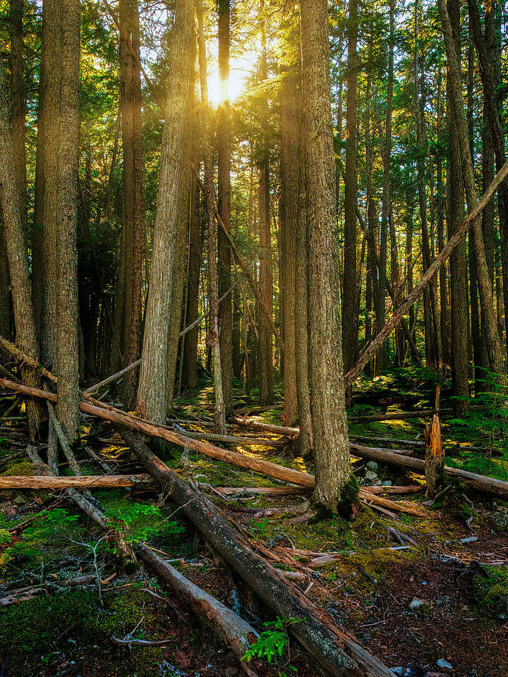 Trees of Glacier National Park