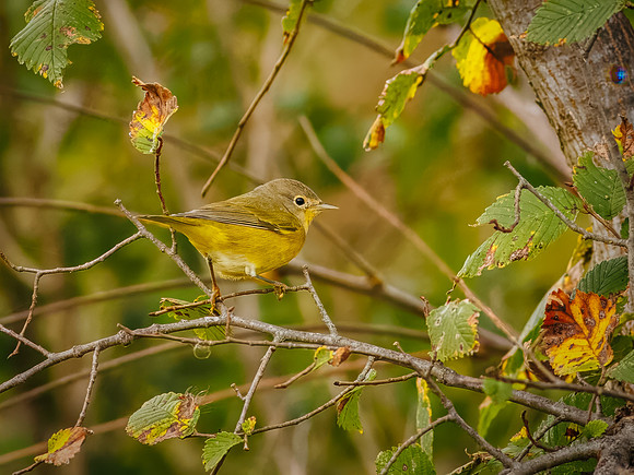 Nashville Warbler
