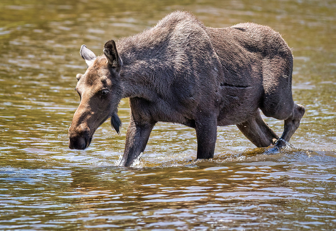Grand Lake Colorado Moose