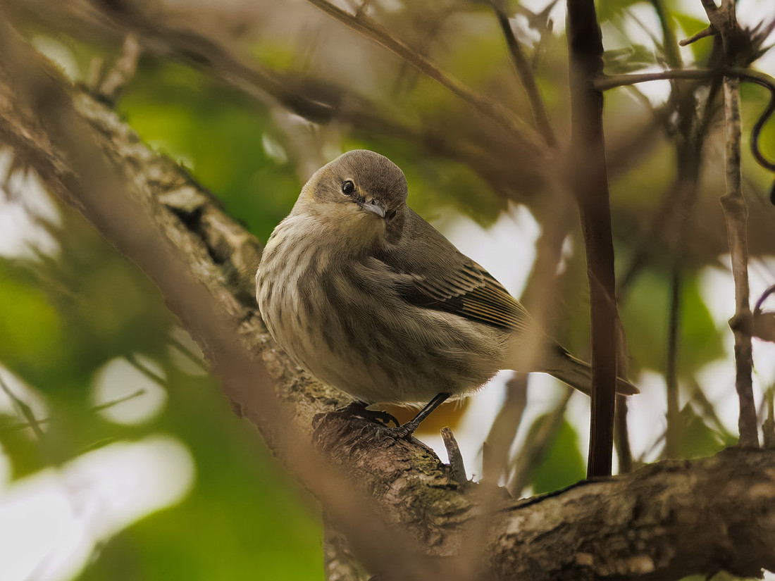 Cape May Warbler