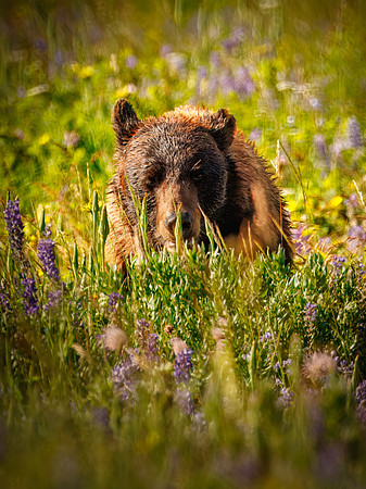 Black Bear of Glacier National Park