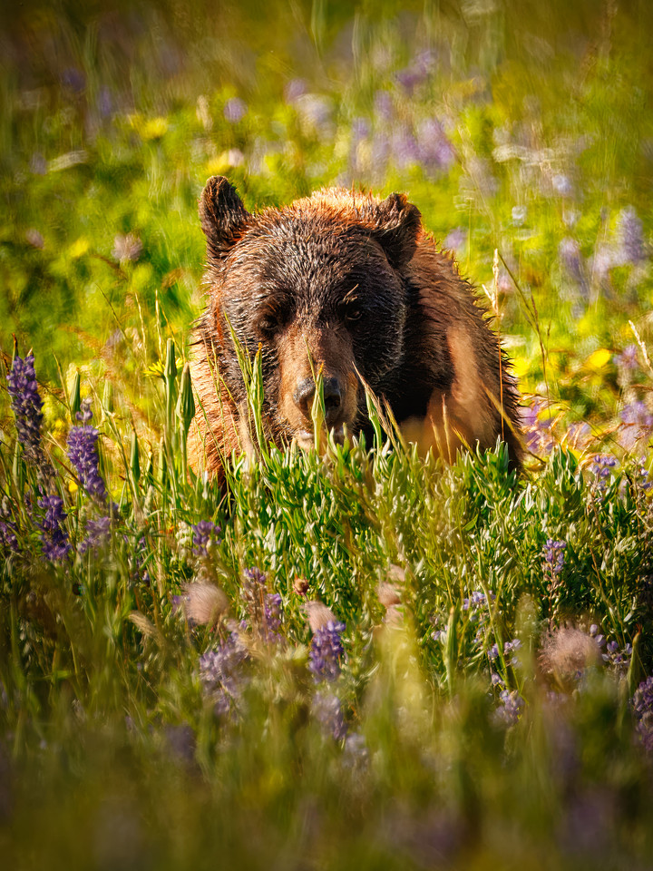 Black Bear of Glacier National Park