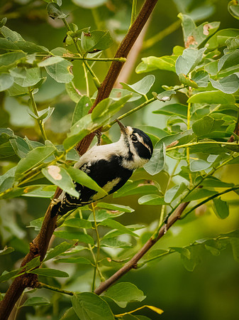 Downy Woodpecker