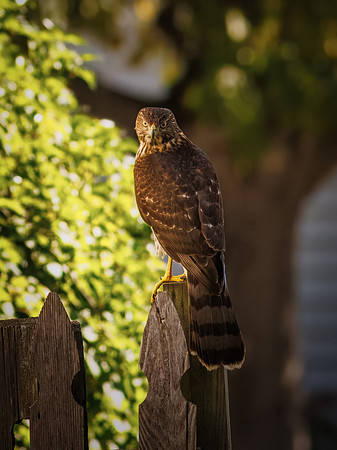 Backyard Cooper's Hawk