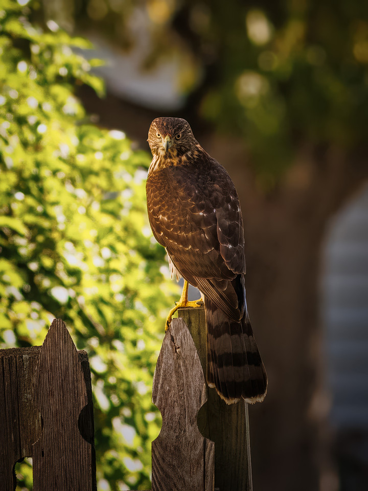 Backyard Cooper's Hawk