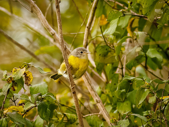 Fall Nashville Warbler