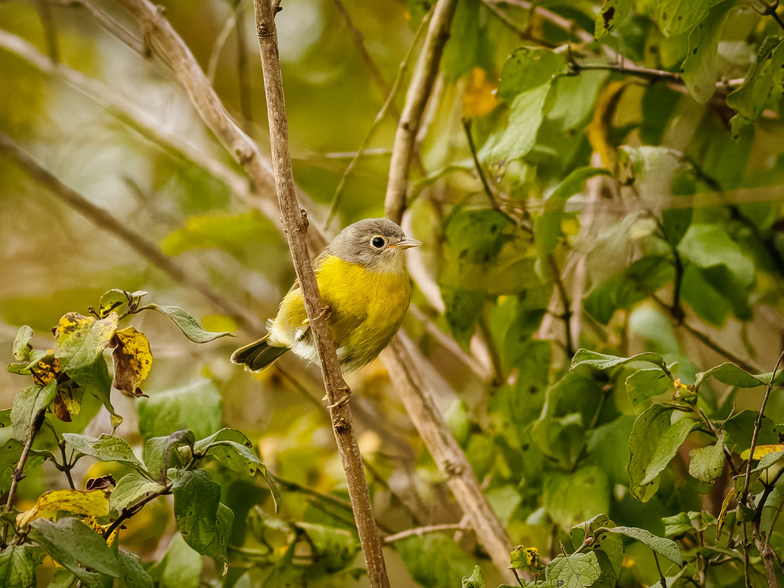 Fall Nashville Warbler