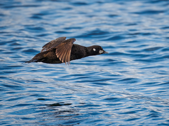 Harlequin Duck in ONP-2