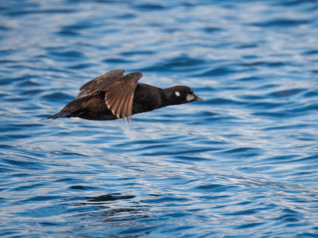 Harlequin Duck in ONP-2