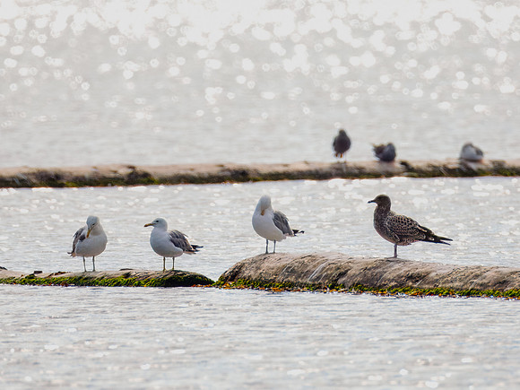 Pacific Gull (dark) with Other Gulls in ONP