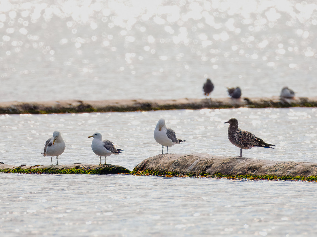 Pacific Gull (dark) with Other Gulls in ONP