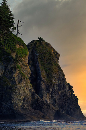 Bald Eagle Overlooking the Pacific Ocean