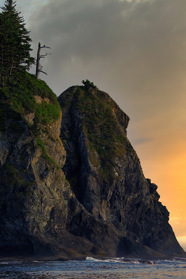 Bald Eagle Overlooking the Pacific Ocean