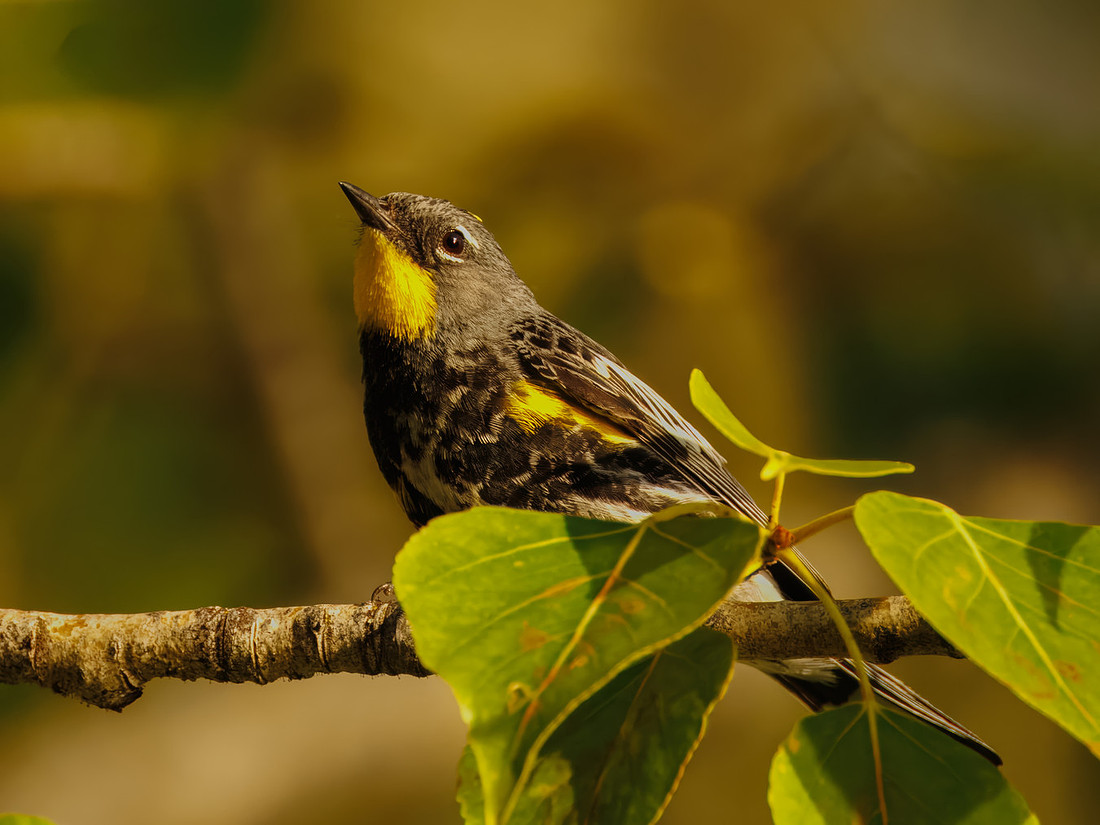 Yellow-rumped Warbler in GNP
