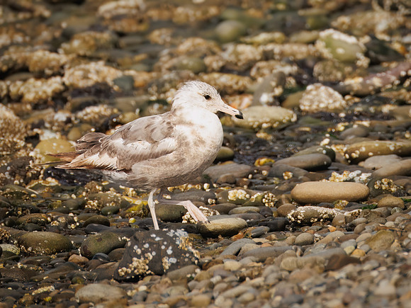 California Gull in ONP-2