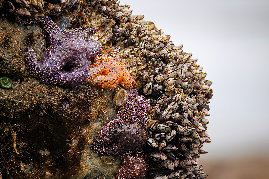 Aquatic Life in the Tide Pools at Ruby Beach