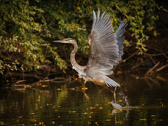 Great Blue Heron in October