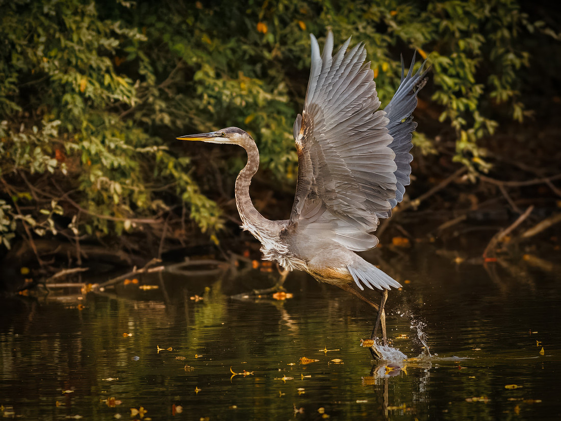 Great Blue Heron in October