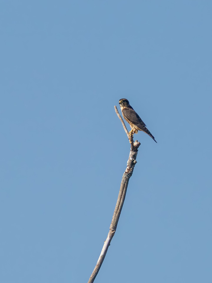 Raptor in McLean County