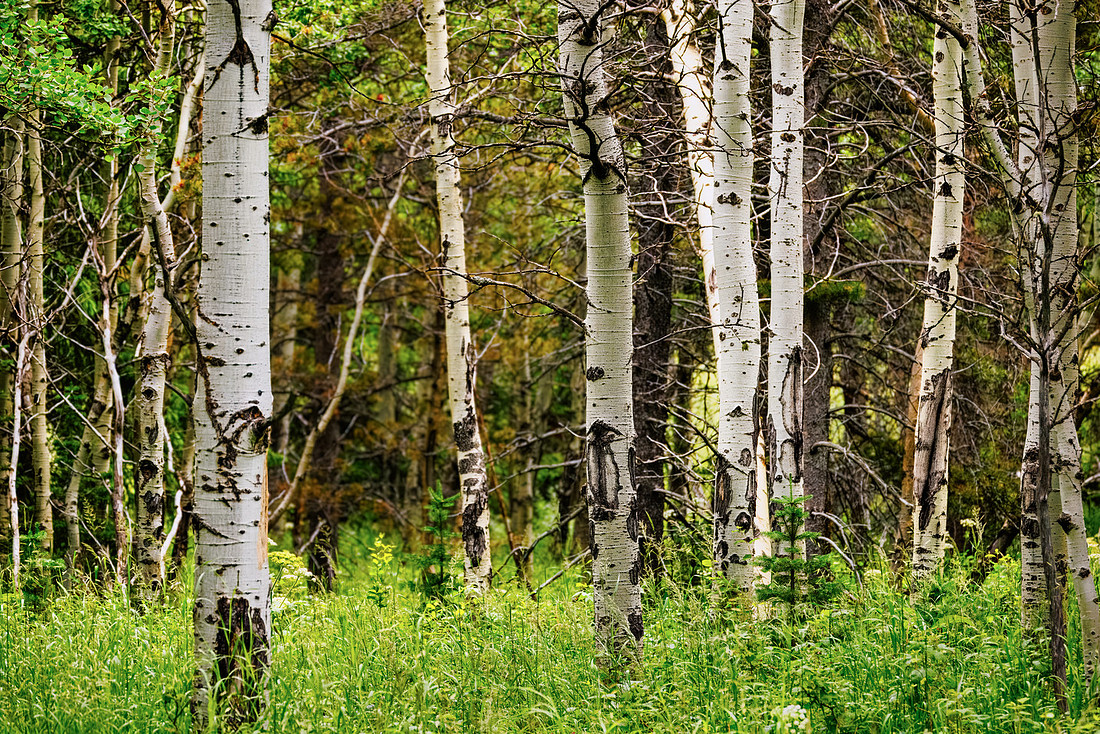 Trees of Glacier National Park