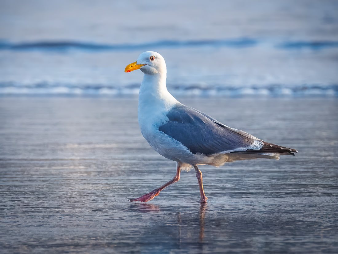 Western Gull on La Push Beach
