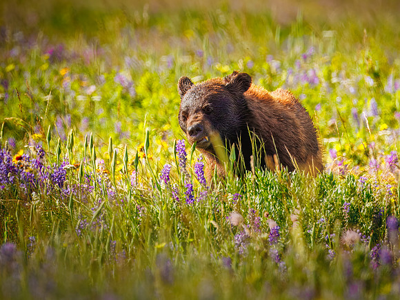 Black Bear of Glacier National Park