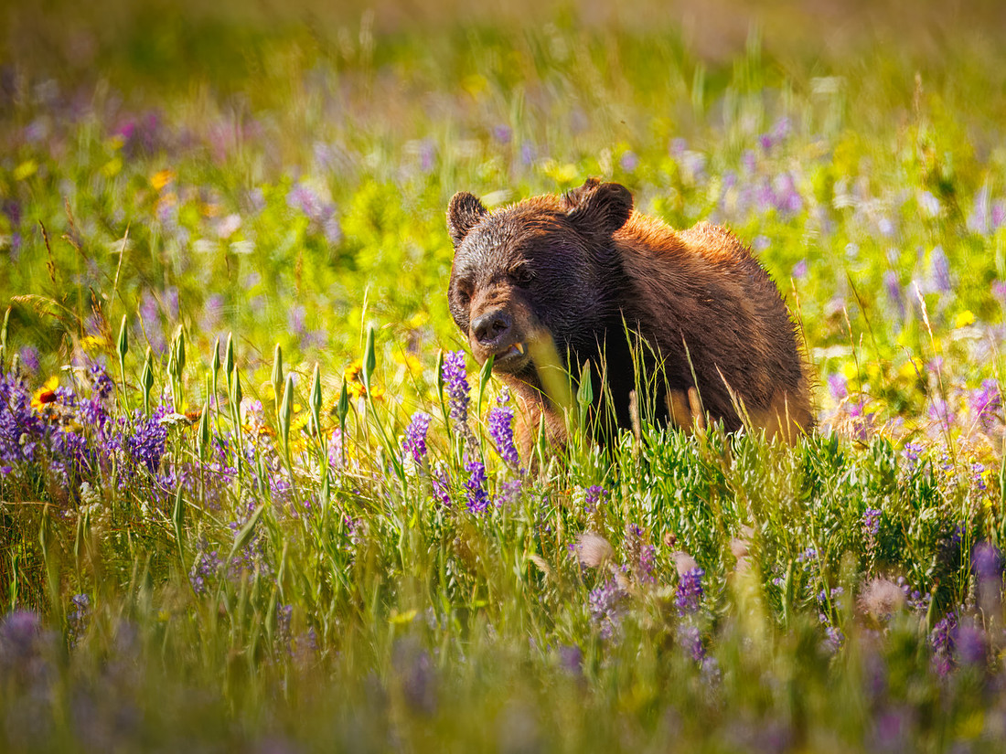 Black Bear of Glacier National Park
