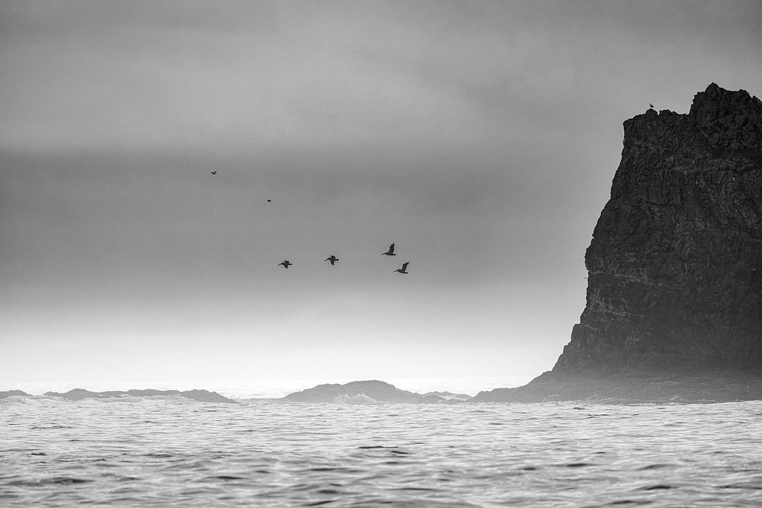Pelicans over the Pacific