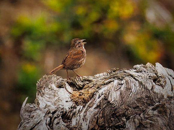 Song Sparrow in ONP
