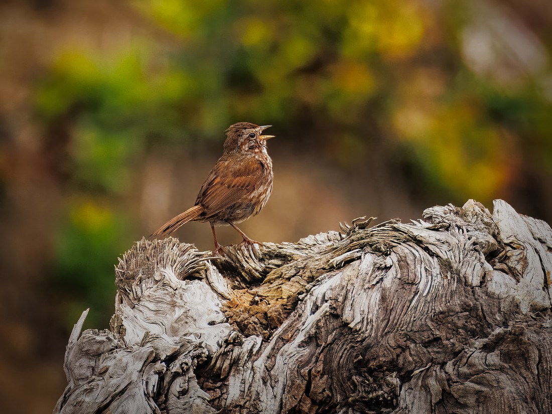 Song Sparrow in ONP