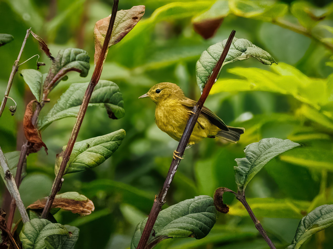Orange-crowned Warbler in ONP