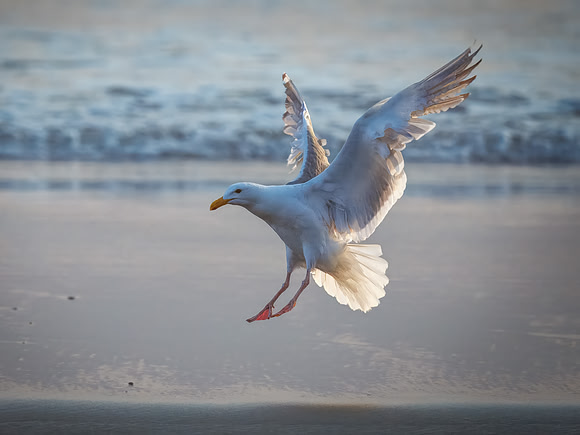 Western Gull on La Push Beach