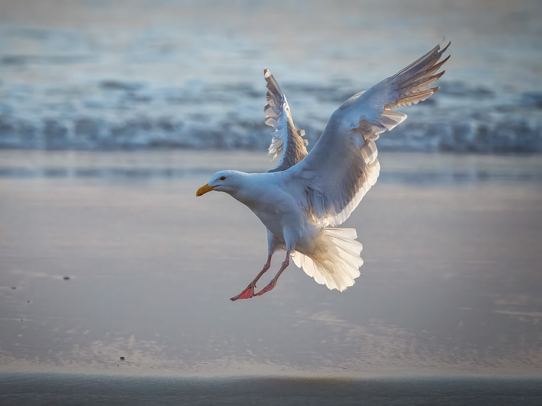 Western Gull on La Push Beach