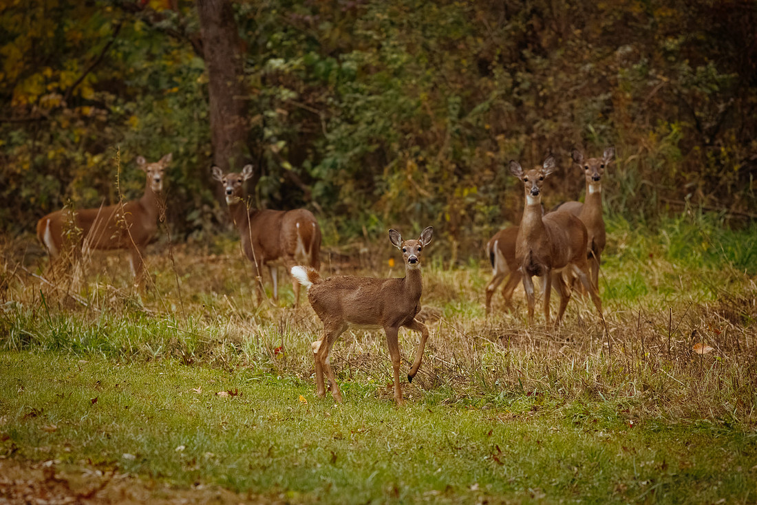 Deer at MVSP