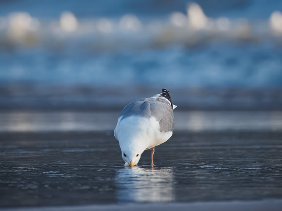 Western Gull on La Push Beach