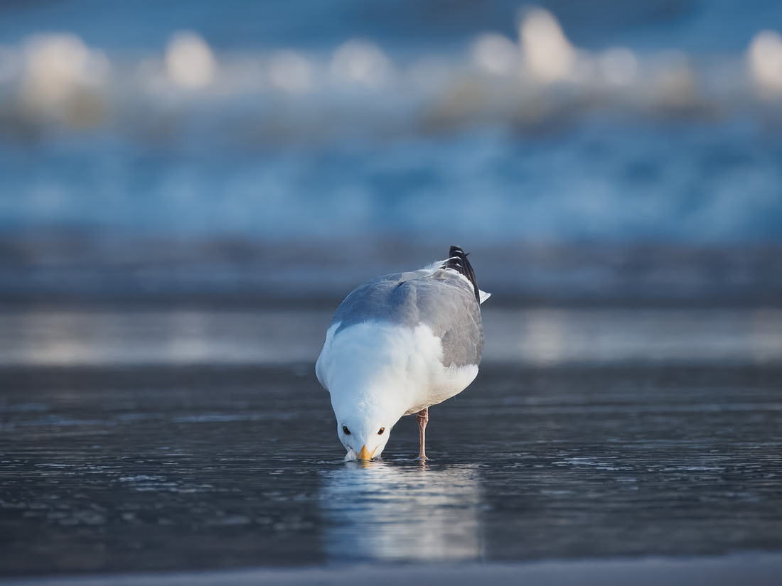 Western Gull on La Push Beach