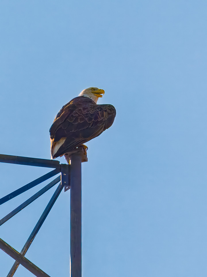 Raptor in McLean County
