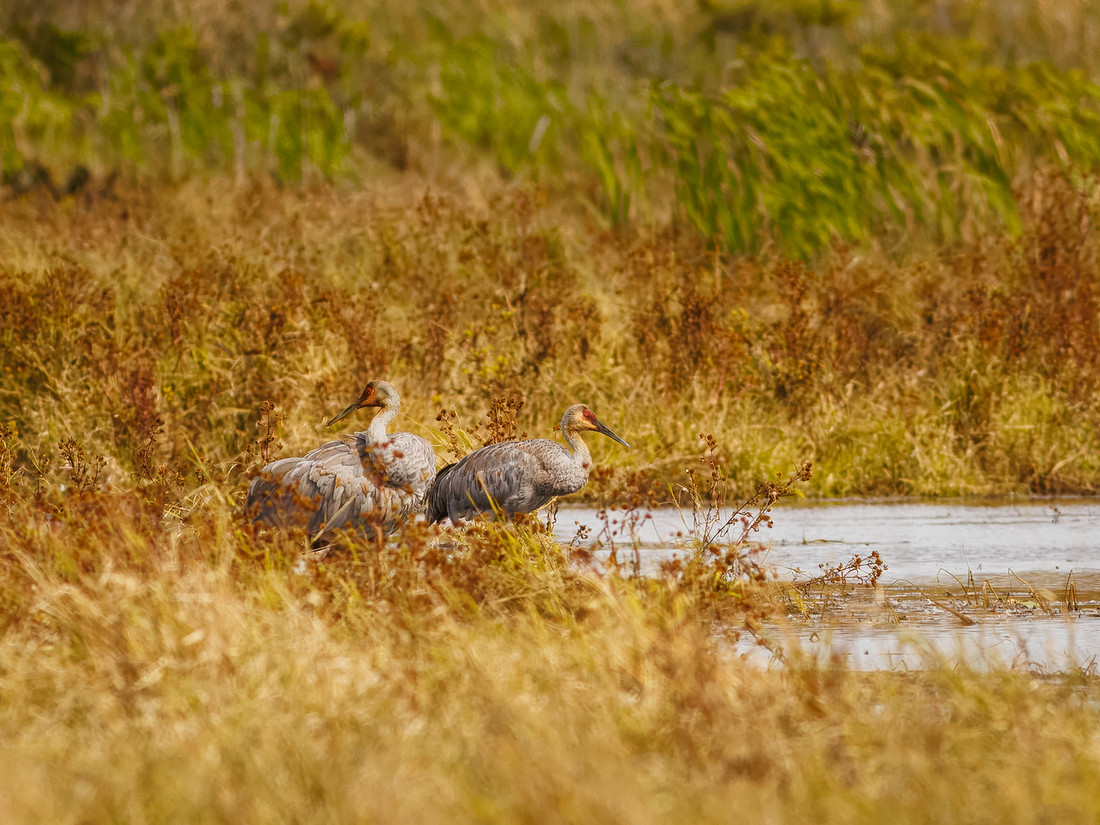 Sandhill Cranes in Indiana Dunes National Park